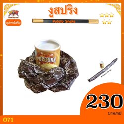 งูสปริง รุ่น ข้าวโพดคั่ว Popcorn snake