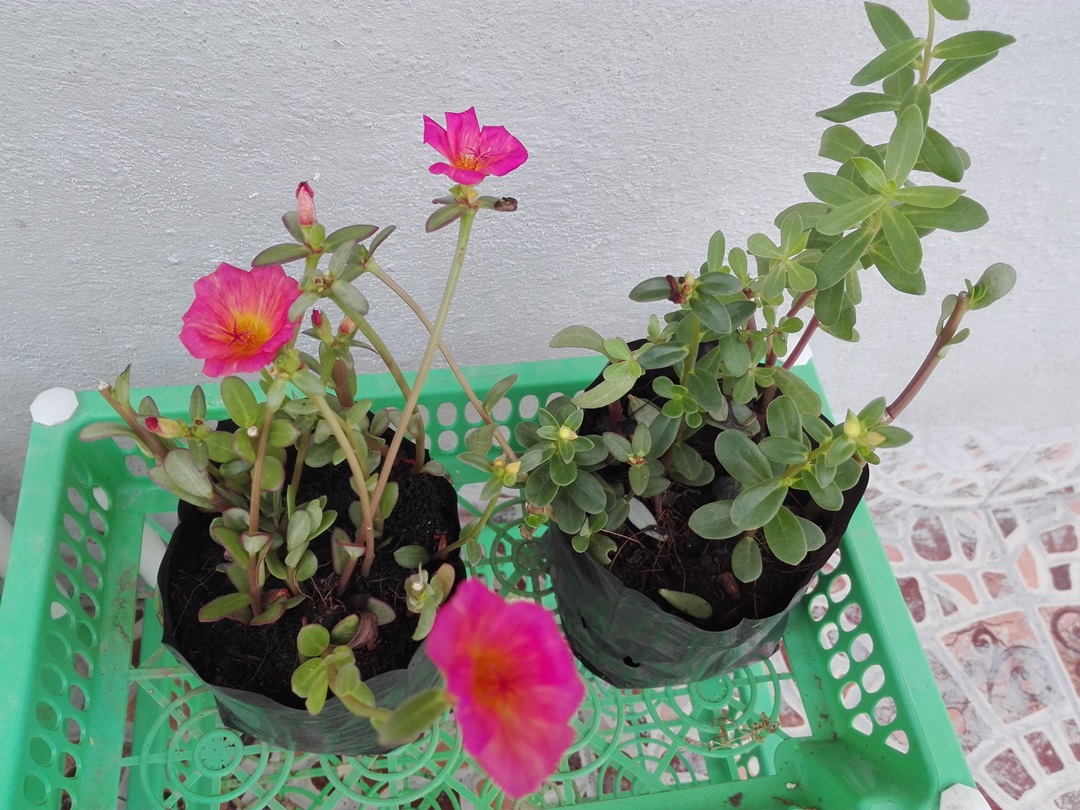 Bancrochet ต้นคุณนายตื่นสาย คุณนายตื่นสาย หลากสี 7 inch