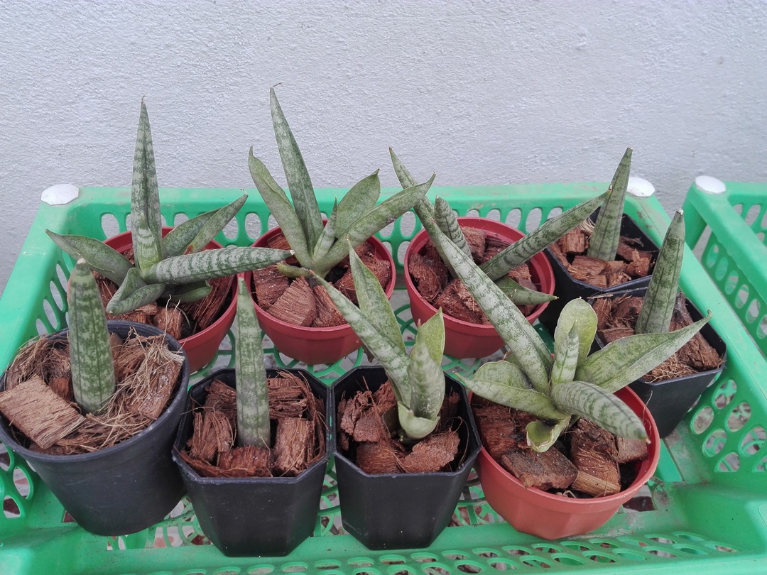 Bancrochet ต้นลิ้นมังกรแคระ ต้นไม้ฟอกอากาศ หลากสี 4 inch