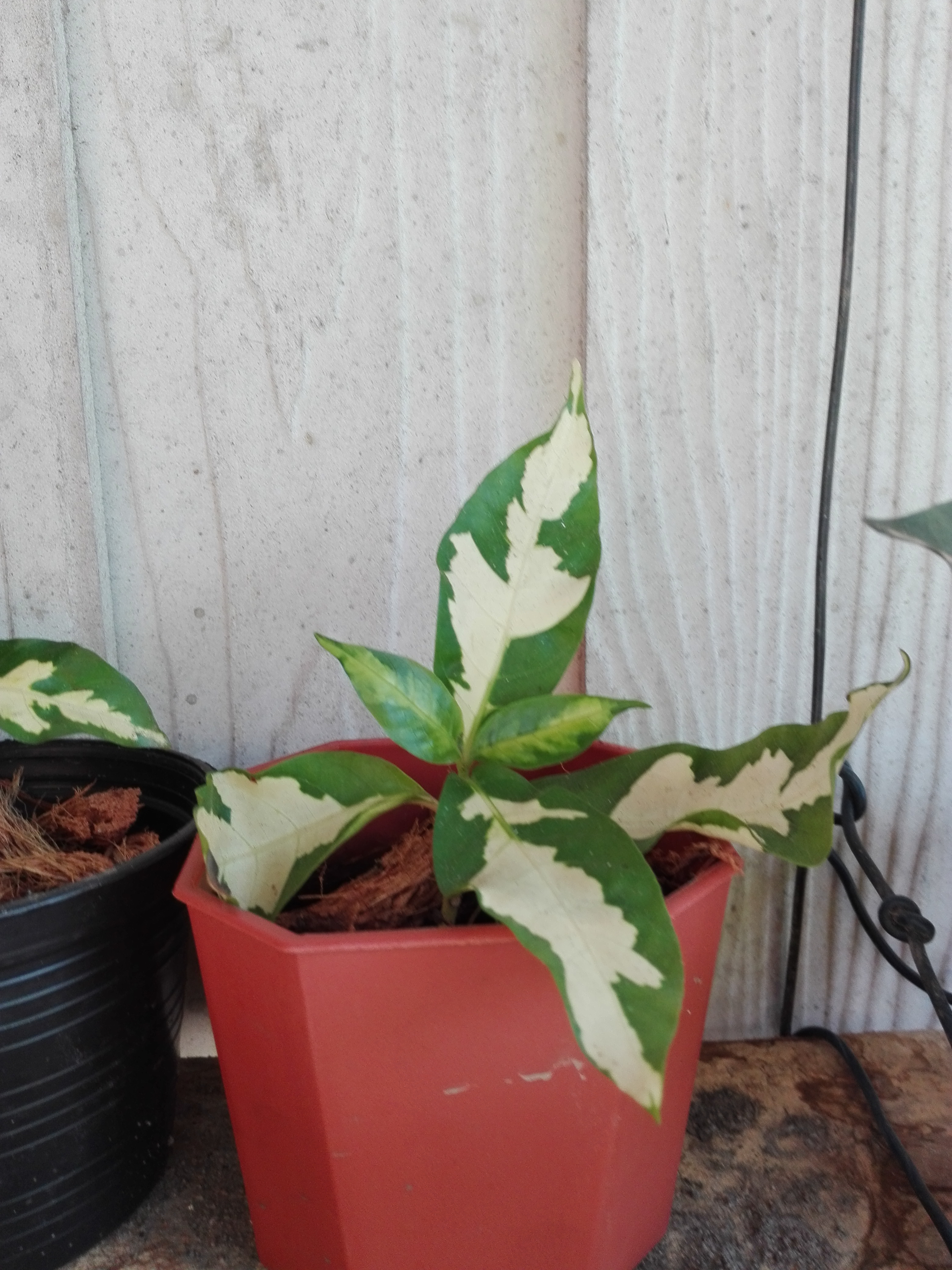 Bancrochet ต้นใบเงิน ขายพร้อมกระถาง หลากสี 5 inch