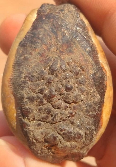 เบี้ยแก้พอกคลั่ง