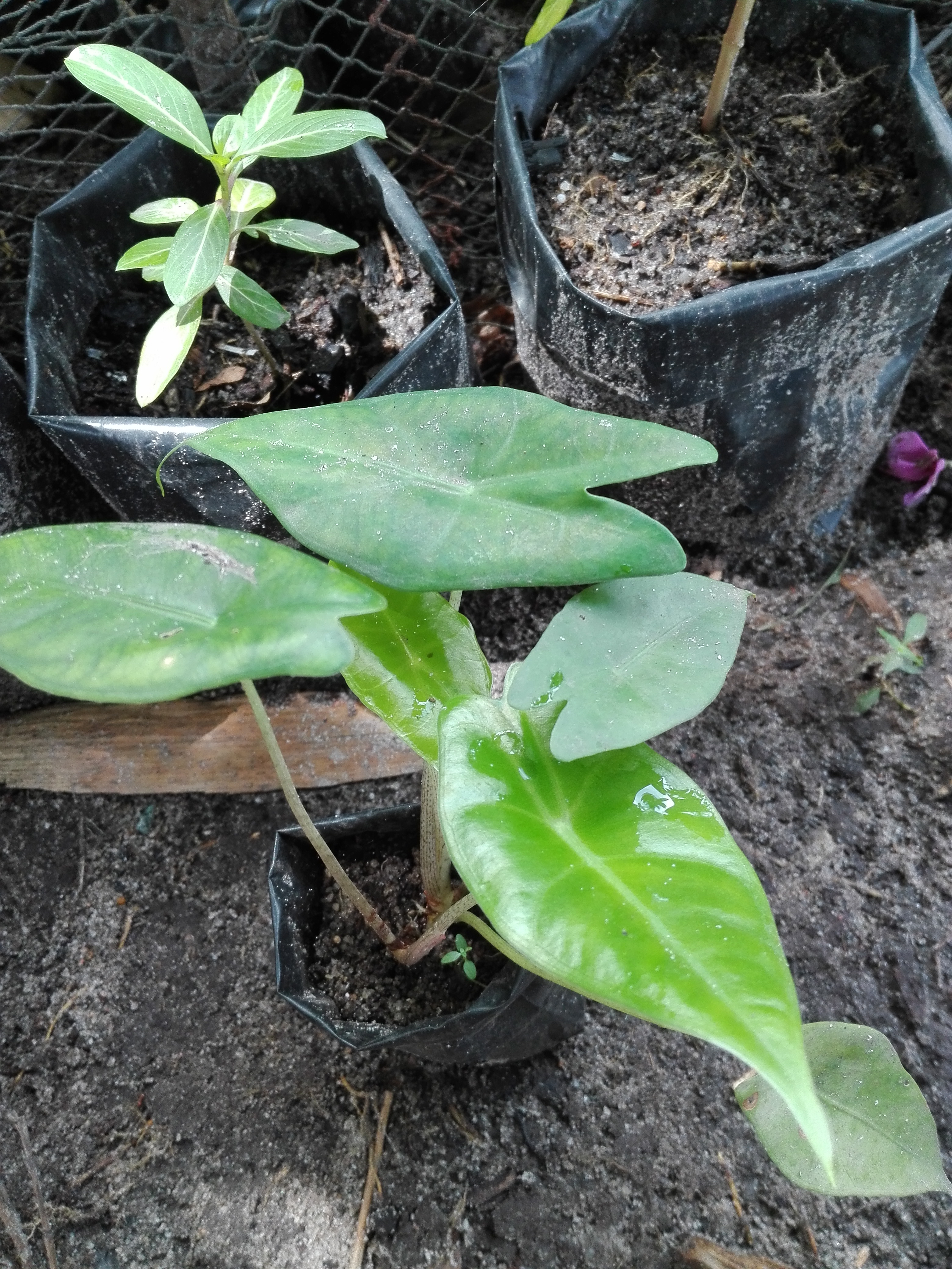 Bancrochet ต้นแก้วหน้าม้าป่า ต้นบอนแก้วหน้าม้า ต้นบอนป่า หลากสี 12 inch