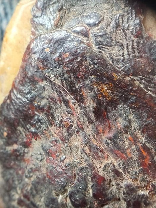 เบี้ยแก้พอกคลั่ง