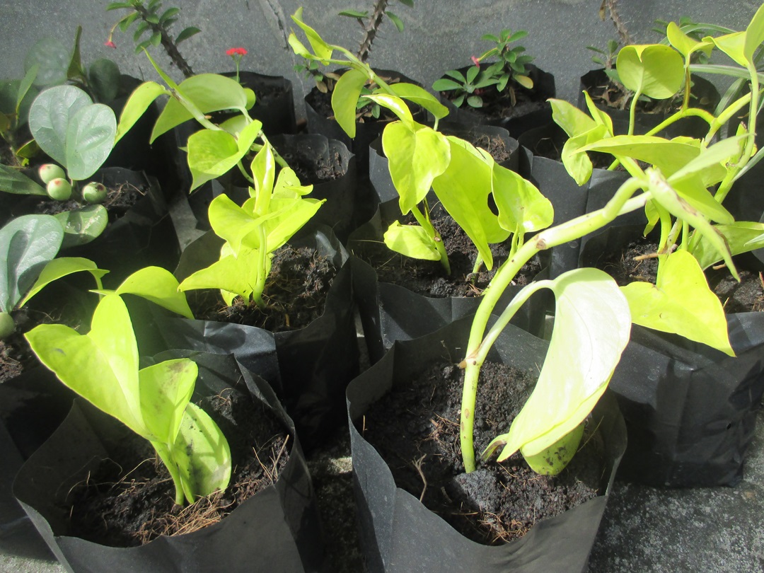 Bancrochet ต้นพลูด่างราชินีสีทอง ต้นราชินีสีทอง หลากสี 6 inch