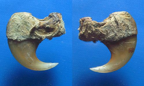 เล็บเสือโคลง