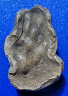 คตฟันกรามเสือ