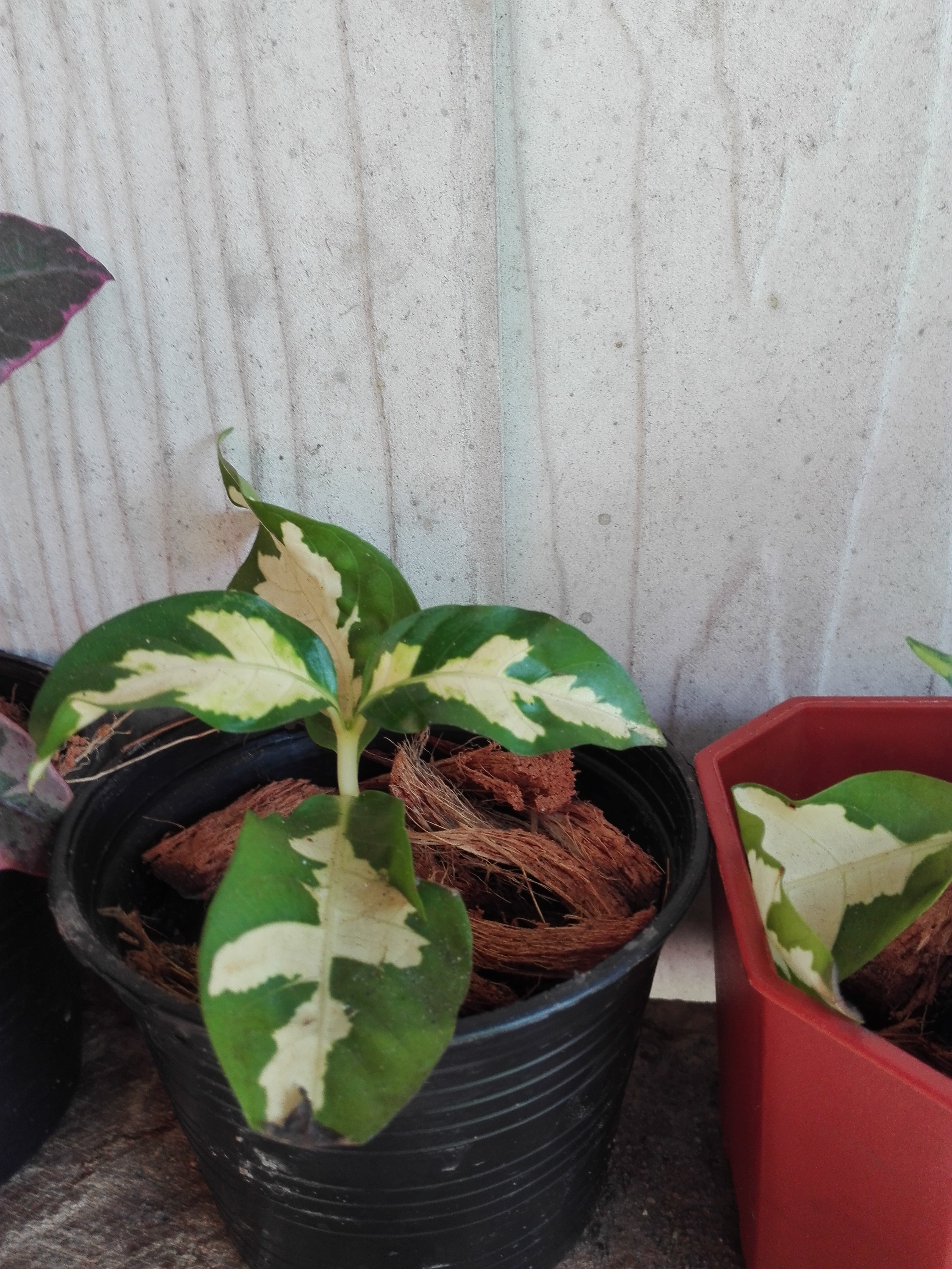 Bancrochet ต้นใบเงิน ขายพร้อมกระถาง หลากสี 5 inch