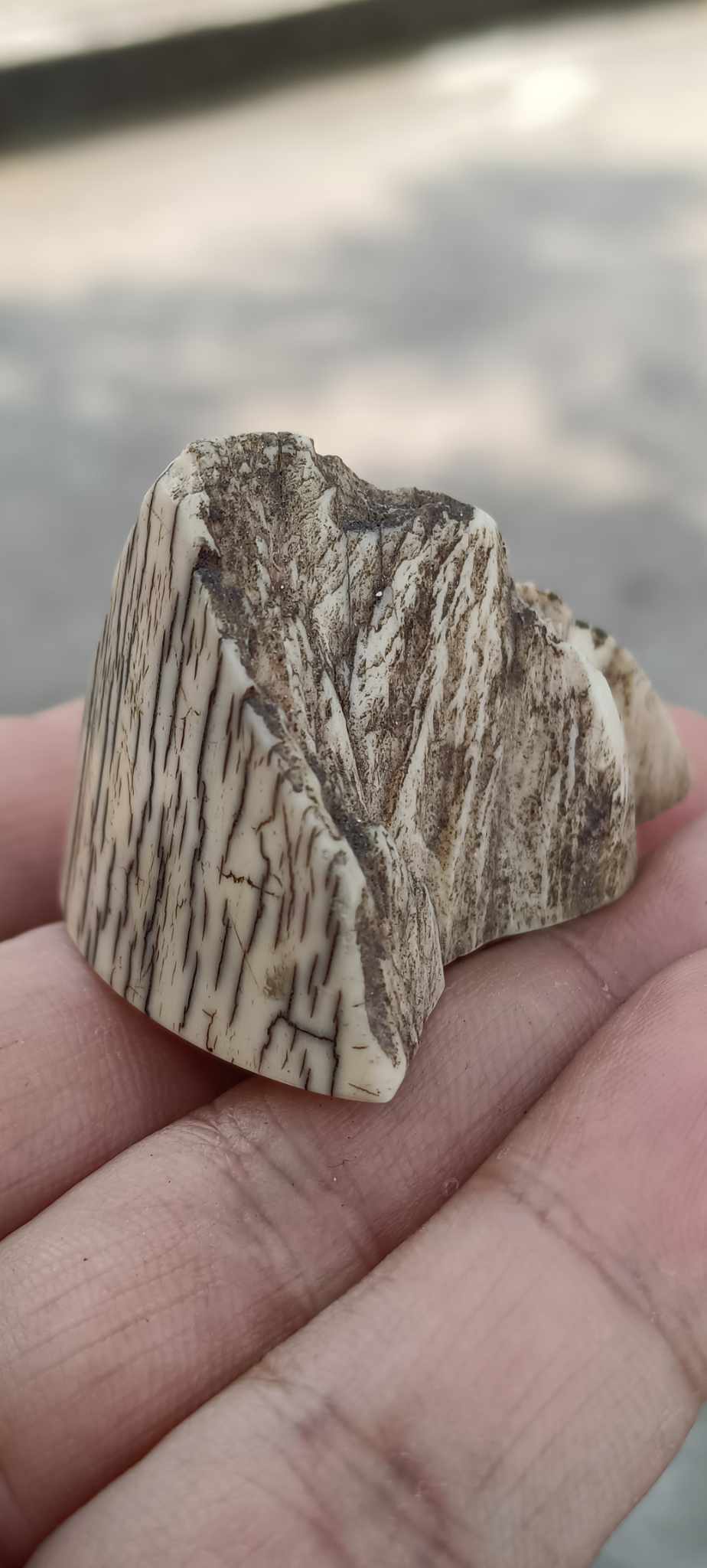 งากระเด็น