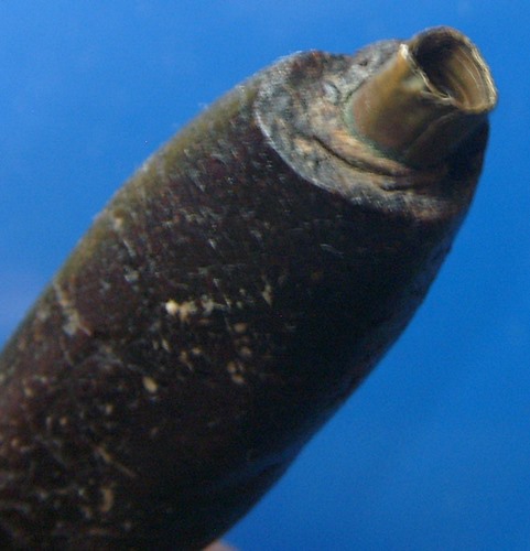 ตะกรุดพอกครั่งวัดตะโหนดหลวง