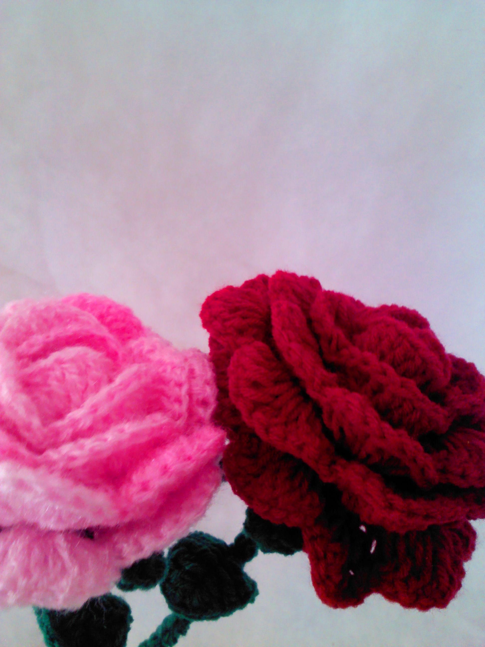 กุหลาบดอกใหญ่