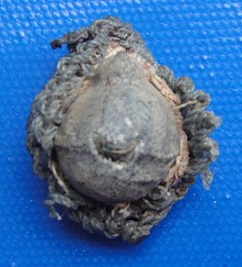 ลูกตะกั่วหลวงปู่หมุน ฐิตสีโล วัดดอนอะราง