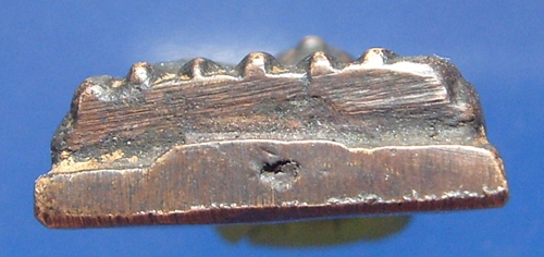 หลวงปู่ทวด วัดช้างให้