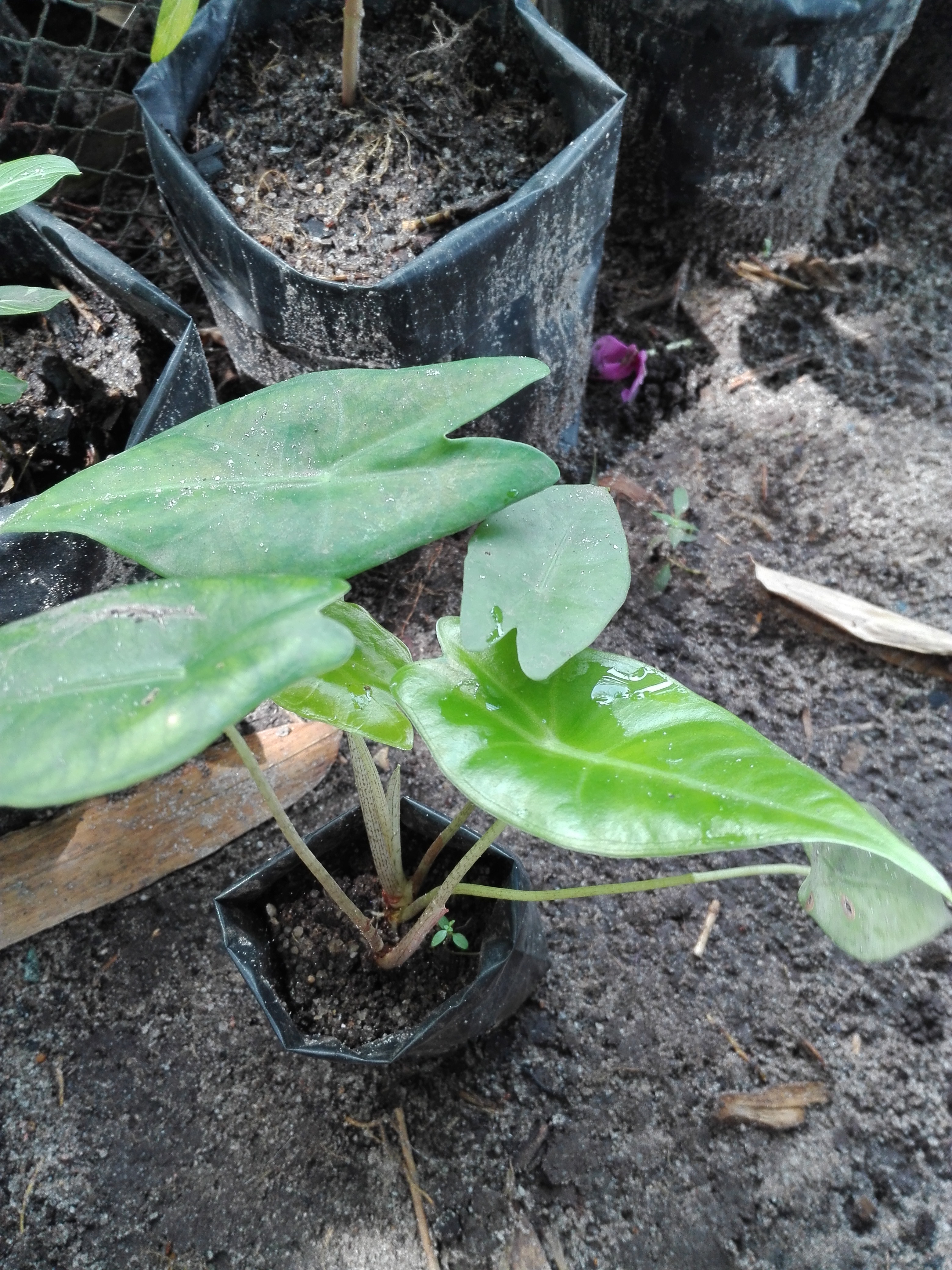 Bancrochet ต้นแก้วหน้าม้าป่า ต้นบอนแก้วหน้าม้า ต้นบอนป่า หลากสี 12 inch