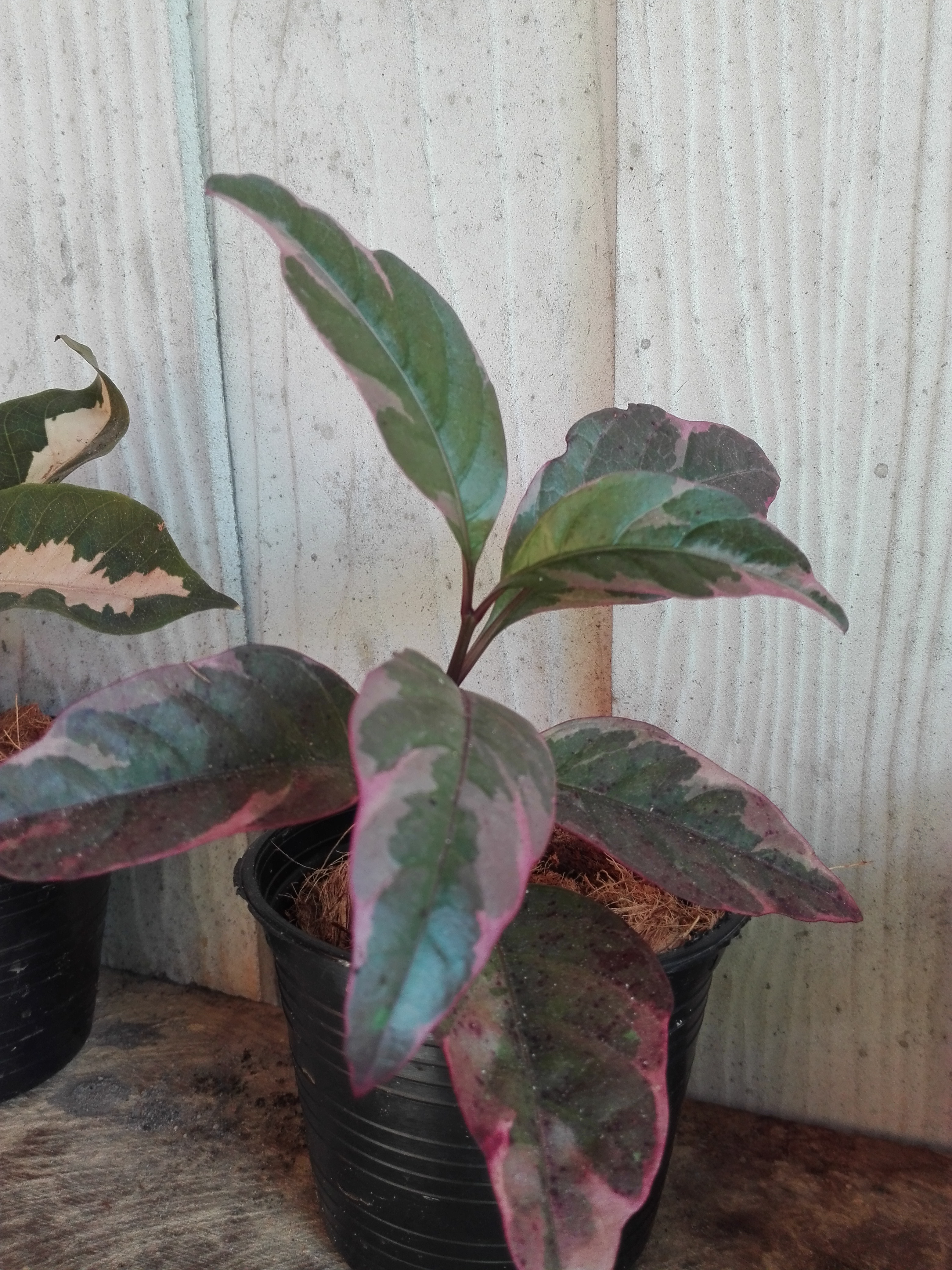 Bancrochet ต้นใบเงิน ไม้มงคล หลากสี 7 inch