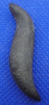 นกสาริกาเนื้อว่าน