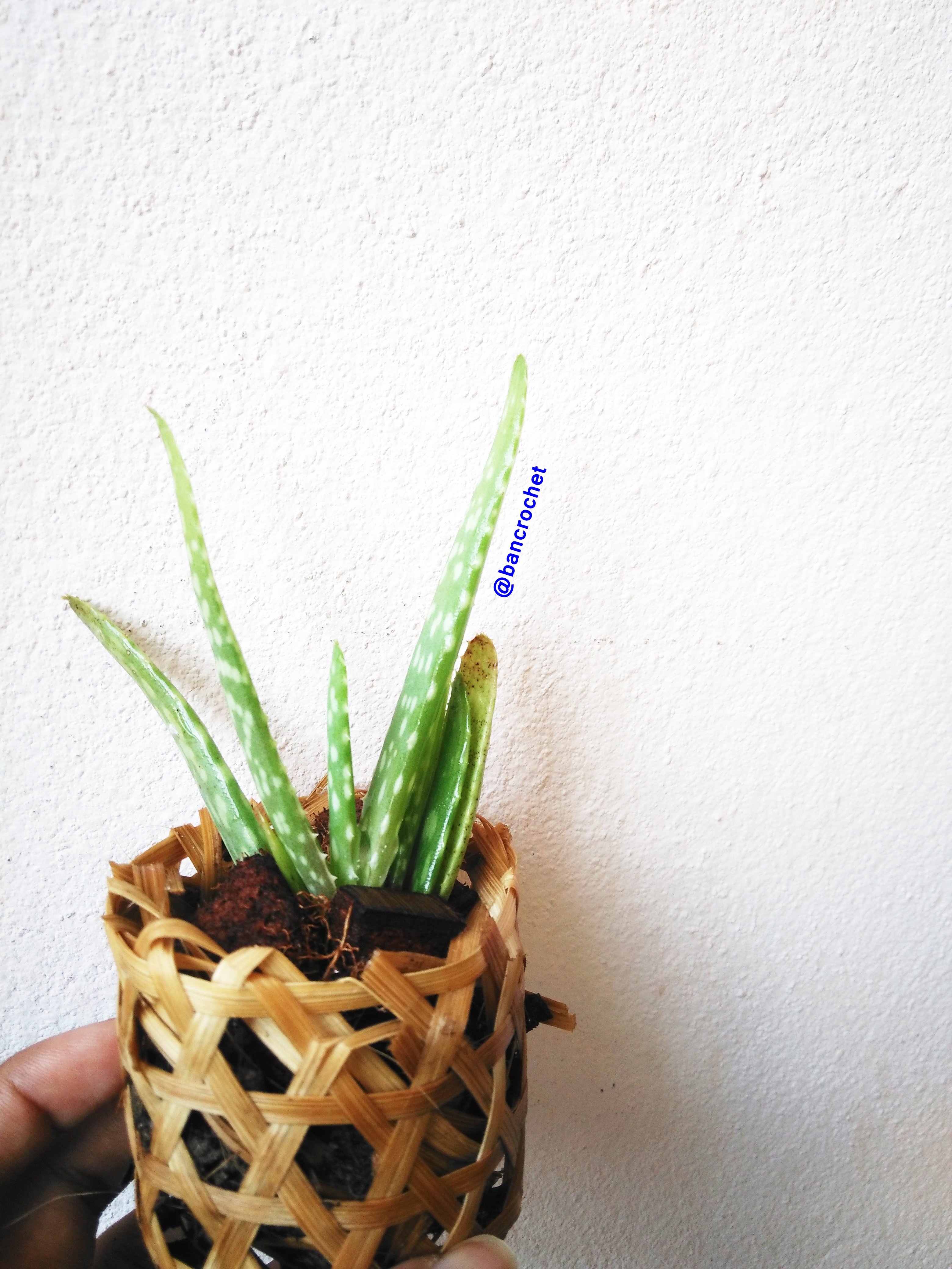 Bancrochet ต้นว่านหางจระเข้จิ๋ว ต้นไม้จิ๋ว ต้นไม้มงคล Aloe Vera Gift Tree หลากสี 4-5 นิ้ว