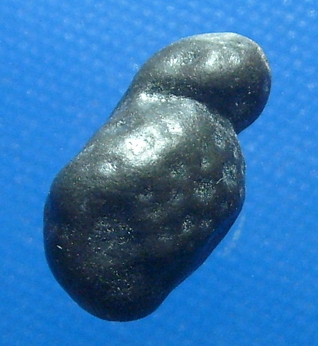 เต่าจิ๋ว