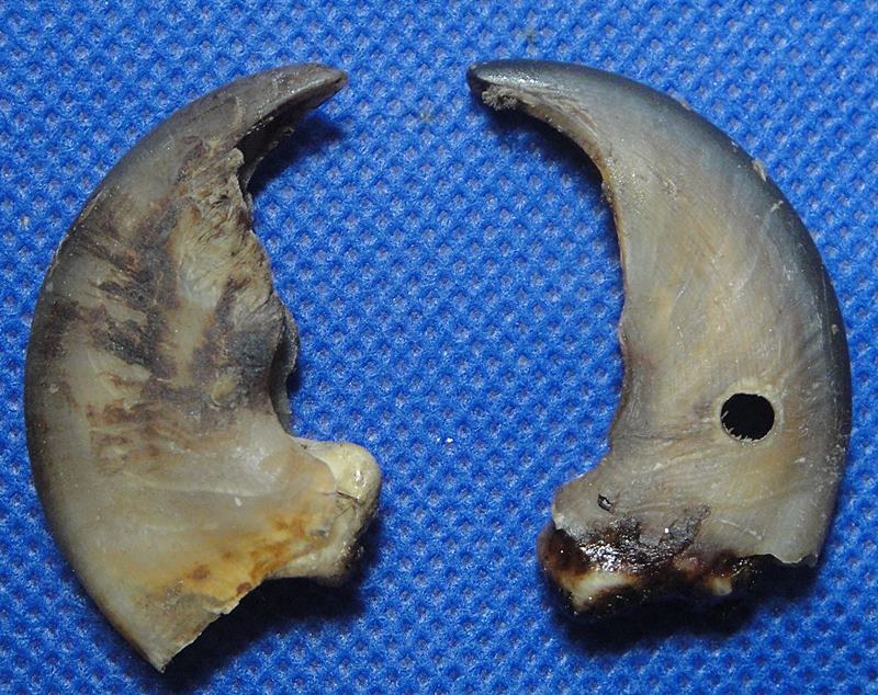 เล็บหมี