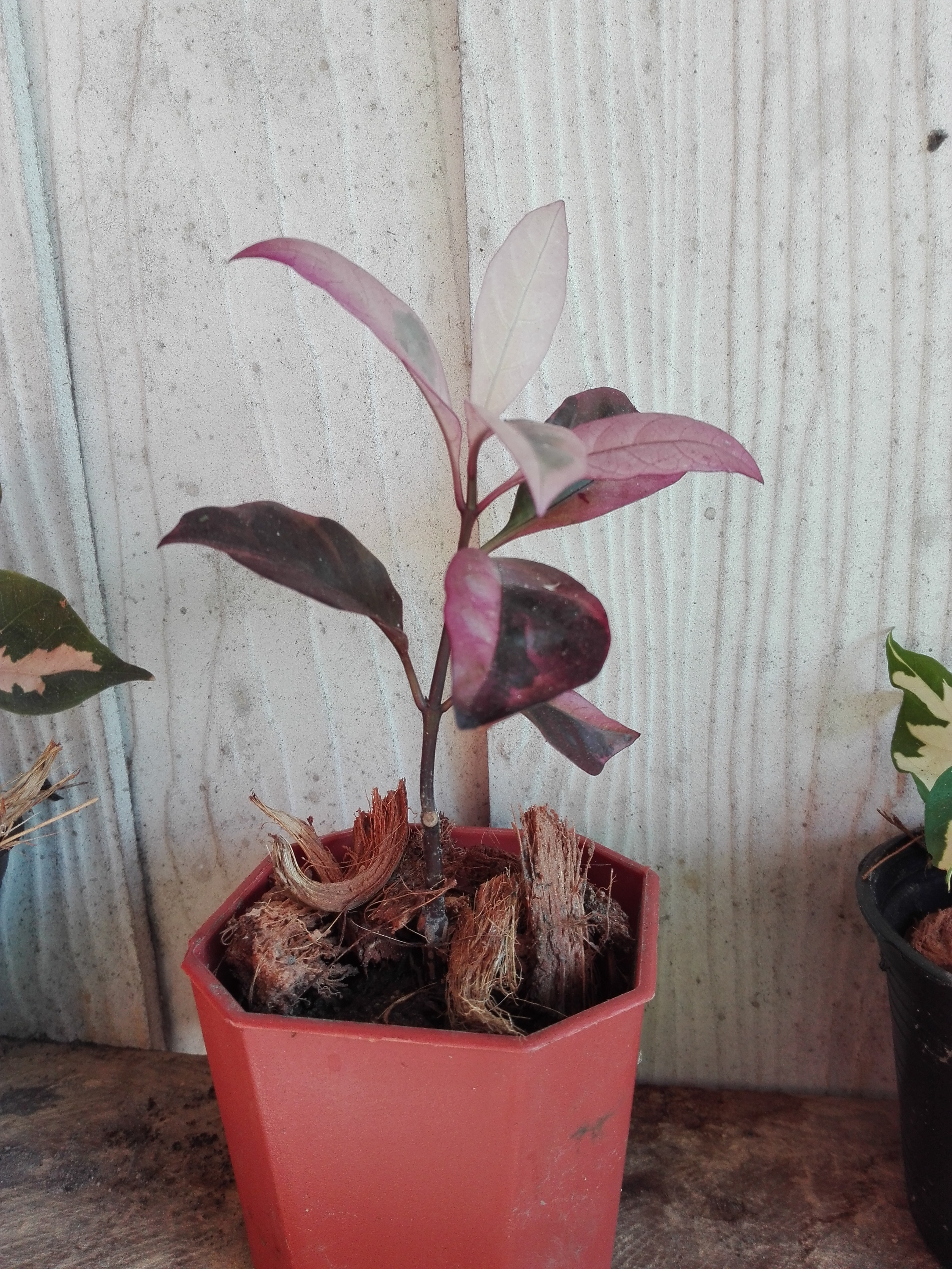 Bancrochet ต้นใบเงิน ไม้มงคล หลากสี 7 inch