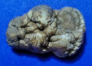 คตฟันกรามเสือ