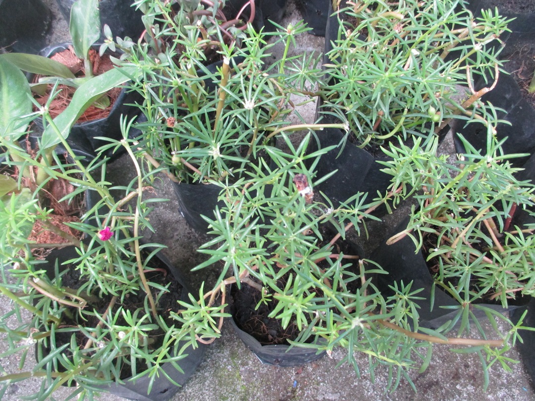 Bancrochet ต้นคุณนายตื่นสาย คุณนายตื่นสาย หลากสี 7 inch