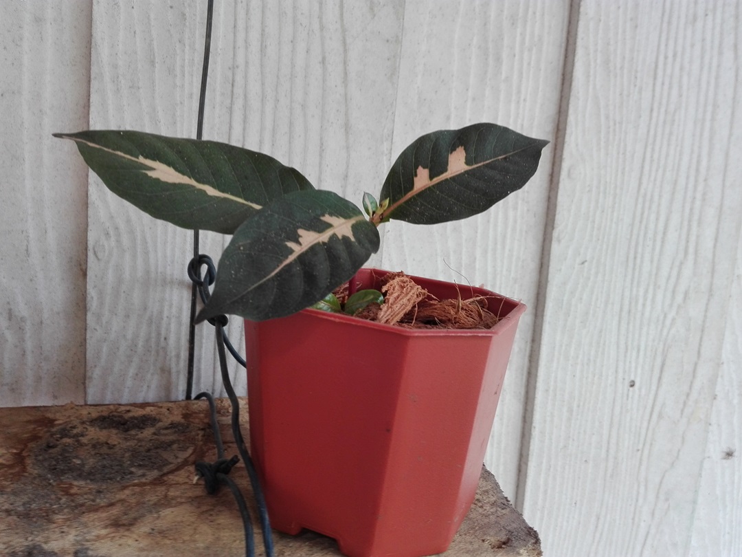 Bancrochet ต้นใบเงิน ไม้มงคล หลากสี 7 inch