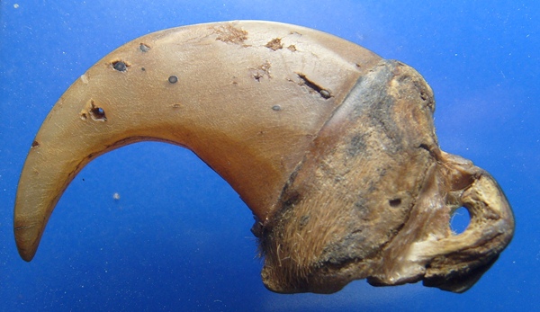 เล็บเสือ