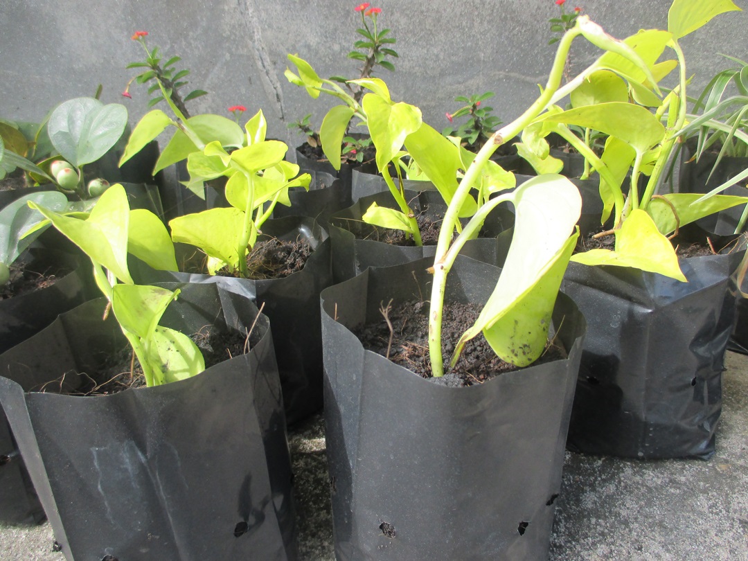 Bancrochet ต้นพลูด่างราชินีสีทอง ต้นราชินีสีทอง หลากสี 6 inch