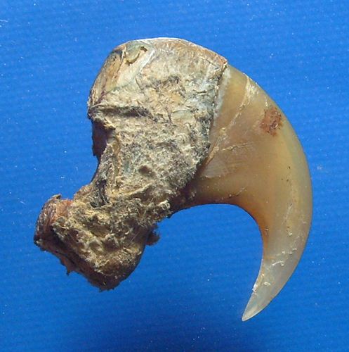 เล็บเสือโคลง