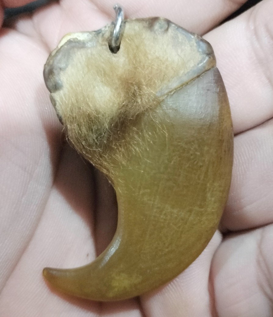 เล็บเสือโคล่ง