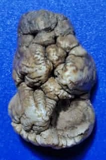 คตฟันกรามเสือ