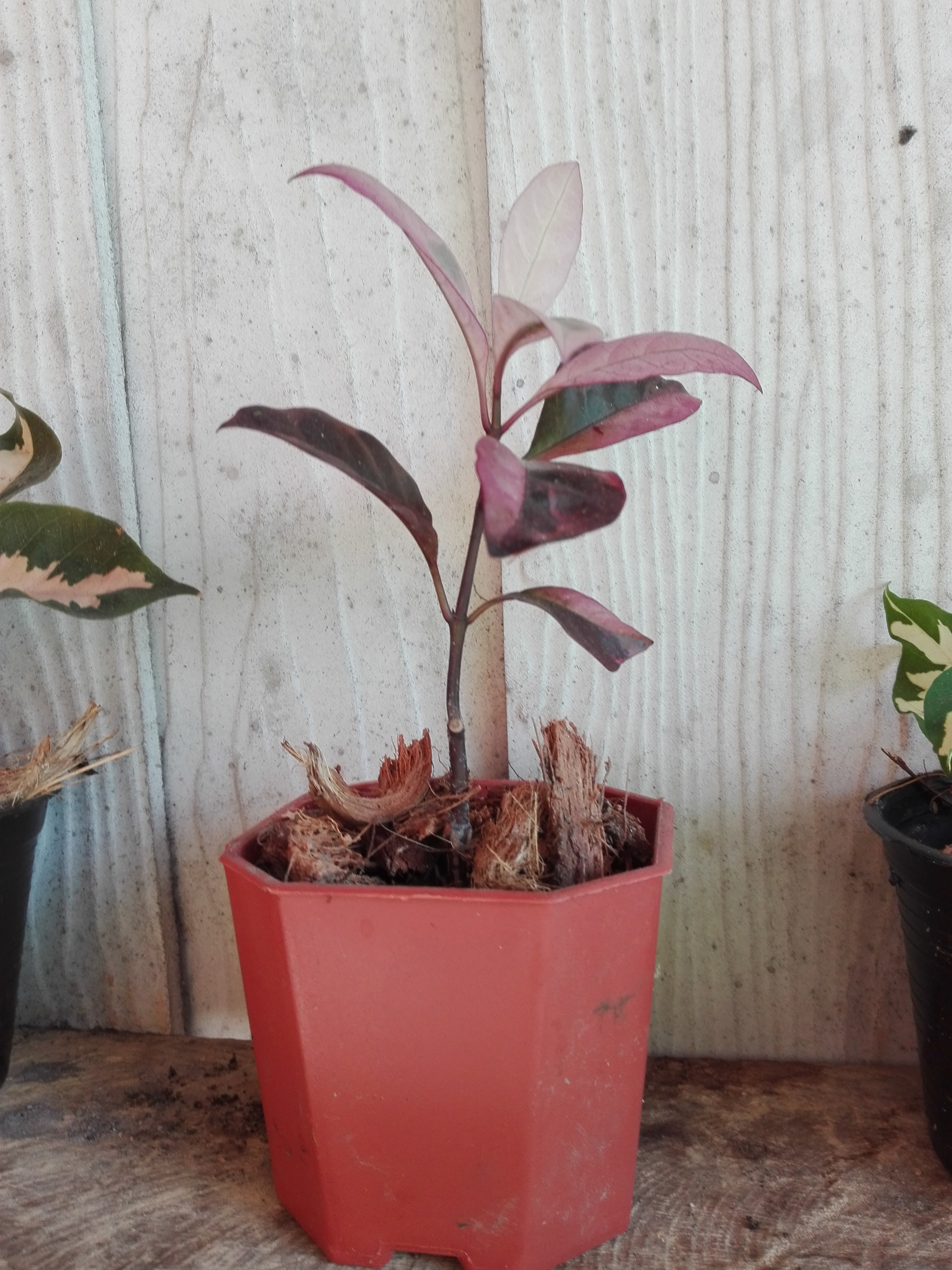 Bancrochet ต้นใบเงิน ไม้มงคล หลากสี 7 inch