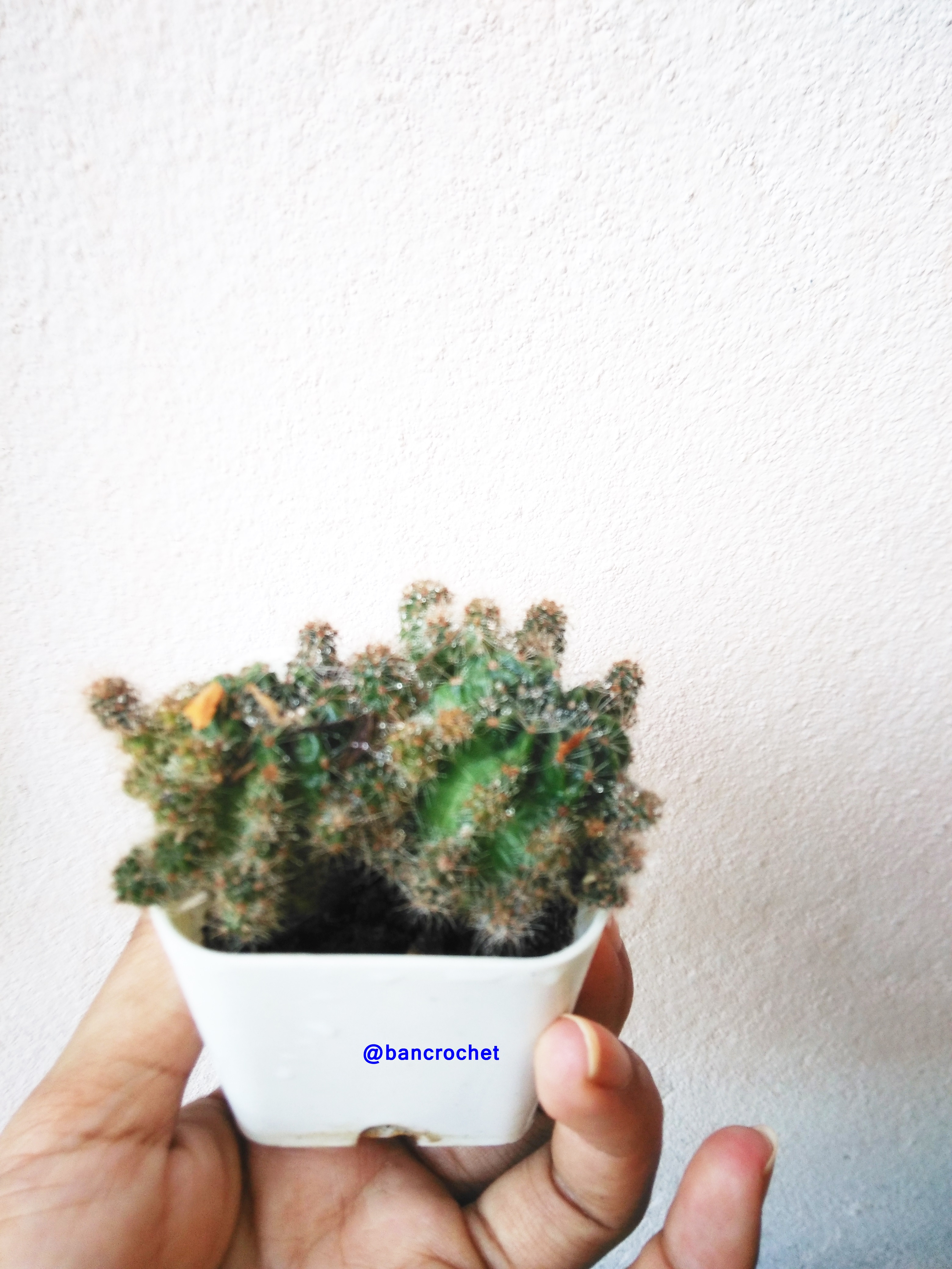 Bancrochet กระบองเพชรจิ๋ว ต้นไม้จิ๋ว ต้นไม้มงคล Cactus Gift Tree หลากสี 4-5 นิ้ว