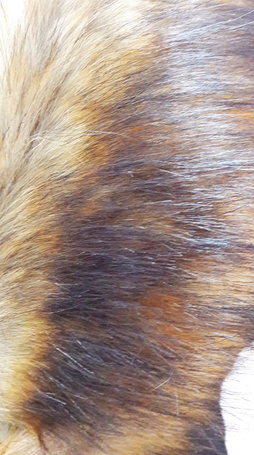 ขนเฟอร์ fur สีน้ำตาลเข้มแซมดำ ขนยาวนุ่ม ใช้ติดเสื้อหนาว หรือใช้พันคอเพิ่มความเก๋ มิกได้กับทุกชุด มาพร้อมกระดุมใส
