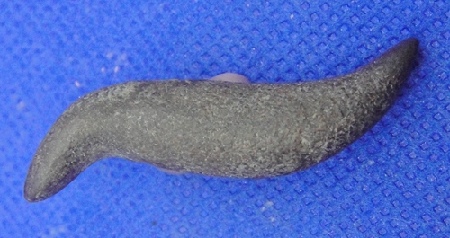 นกสาริกาเนื้อว่าน