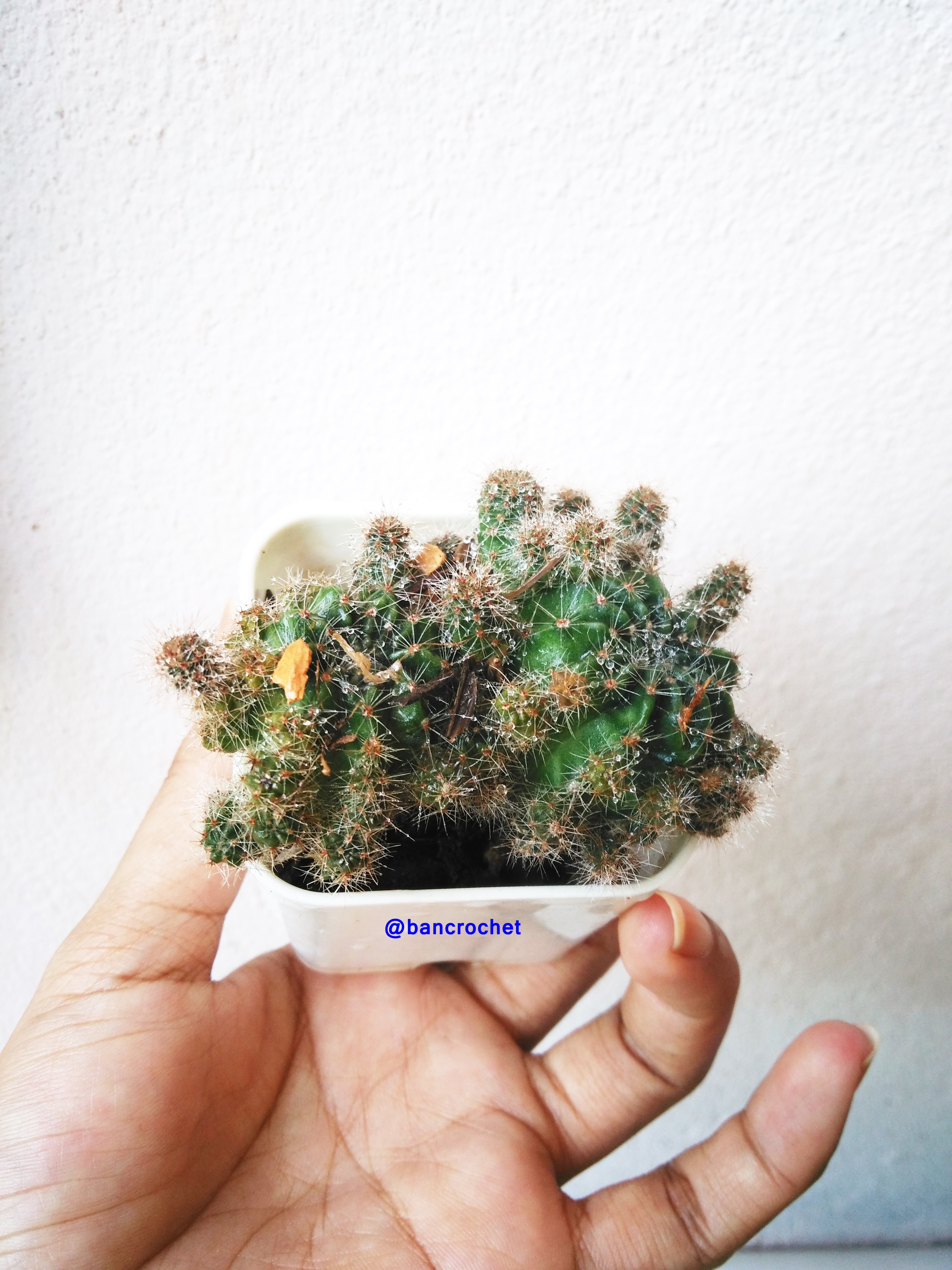 Bancrochet กระบองเพชรจิ๋ว ต้นไม้จิ๋ว ต้นไม้มงคล Cactus Gift Tree หลากสี 4-5 นิ้ว
