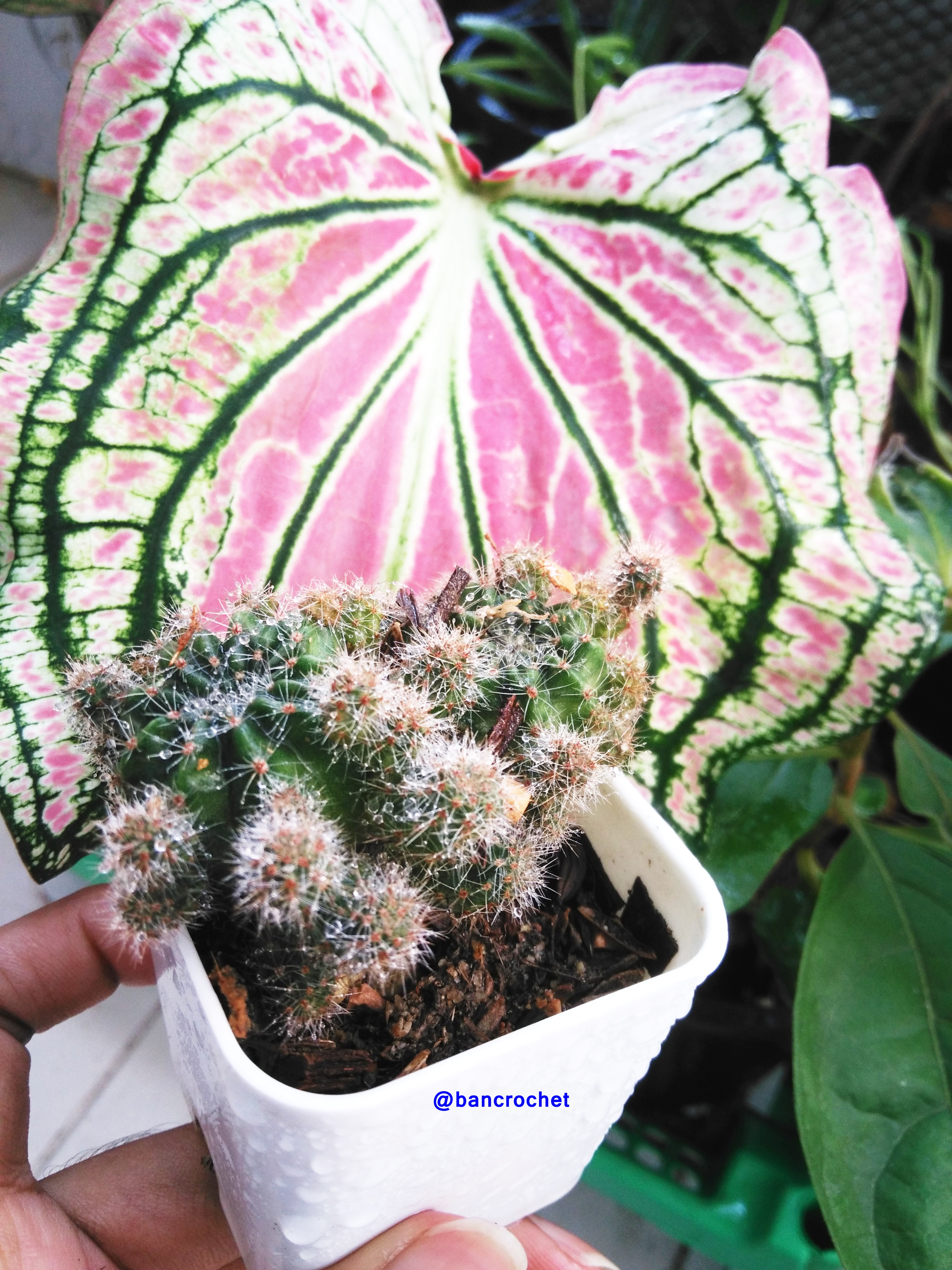Bancrochet กระบองเพชรจิ๋ว ต้นไม้จิ๋ว ต้นไม้มงคล Cactus Gift Tree หลากสี 4-5 นิ้ว