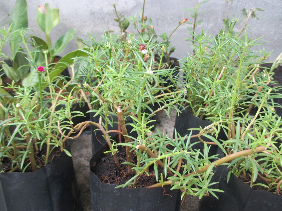 Bancrochet ต้นคุณนายตื่นสาย คุณนายตื่นสาย หลากสี 7 inch