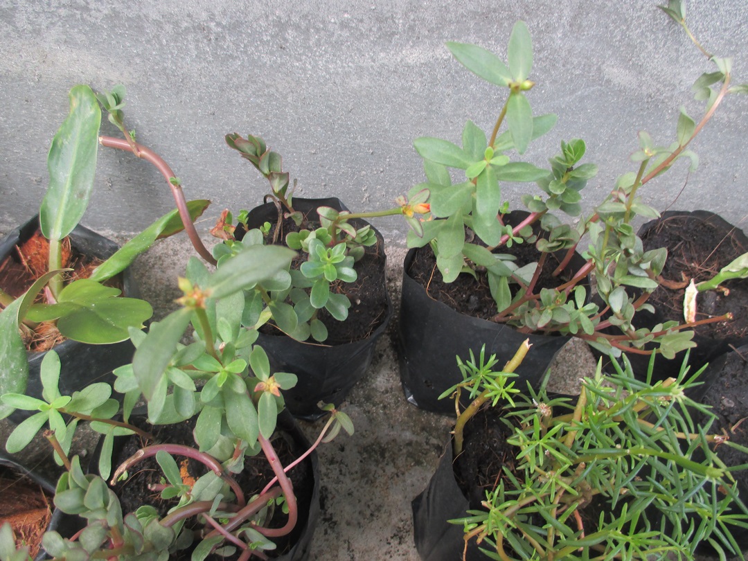 Bancrochet ต้นคุณนายตื่นสาย คุณนายตื่นสาย หลากสี 7 inch