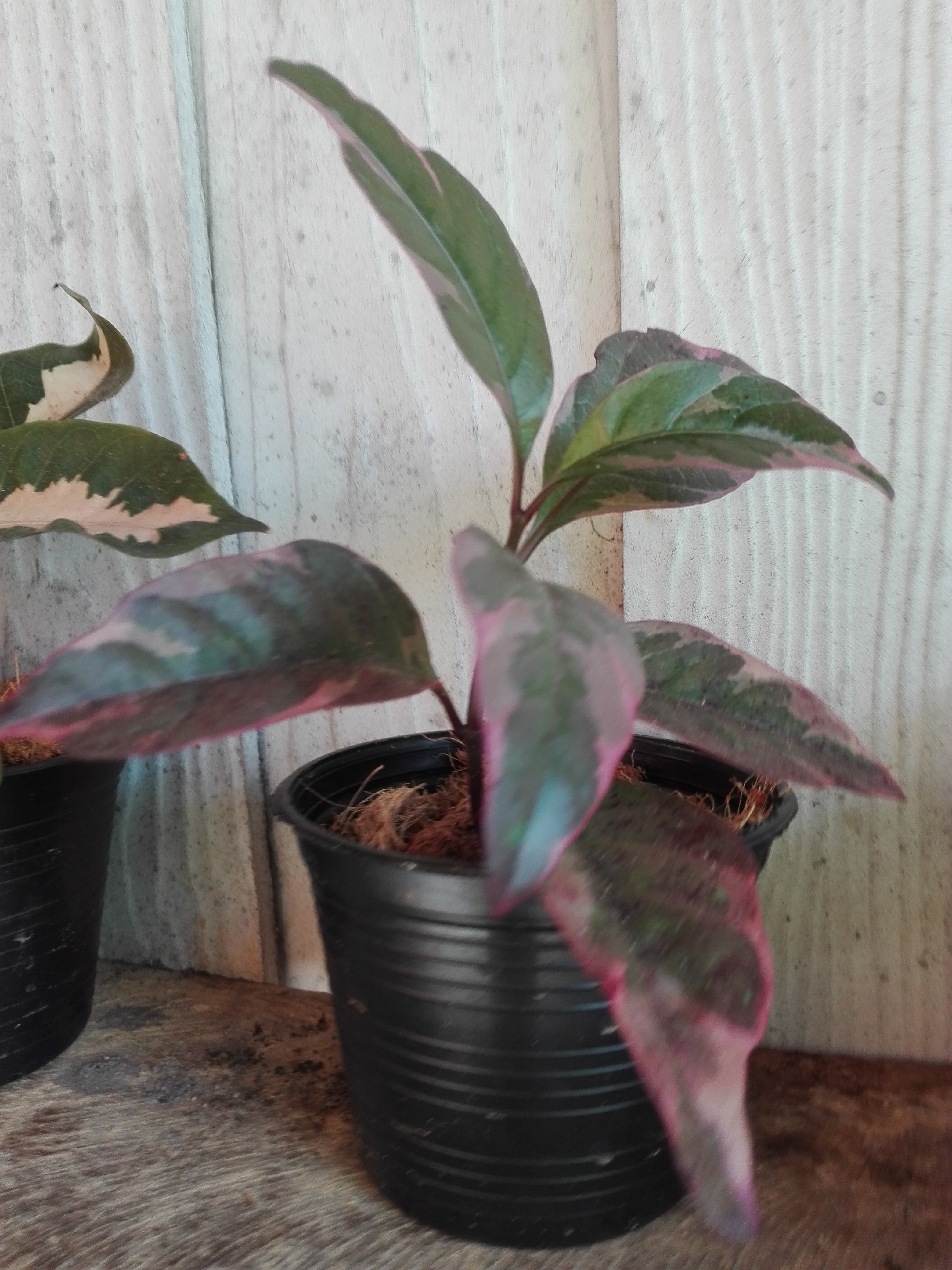 Bancrochet ต้นใบเงิน ไม้มงคล หลากสี 7 inch