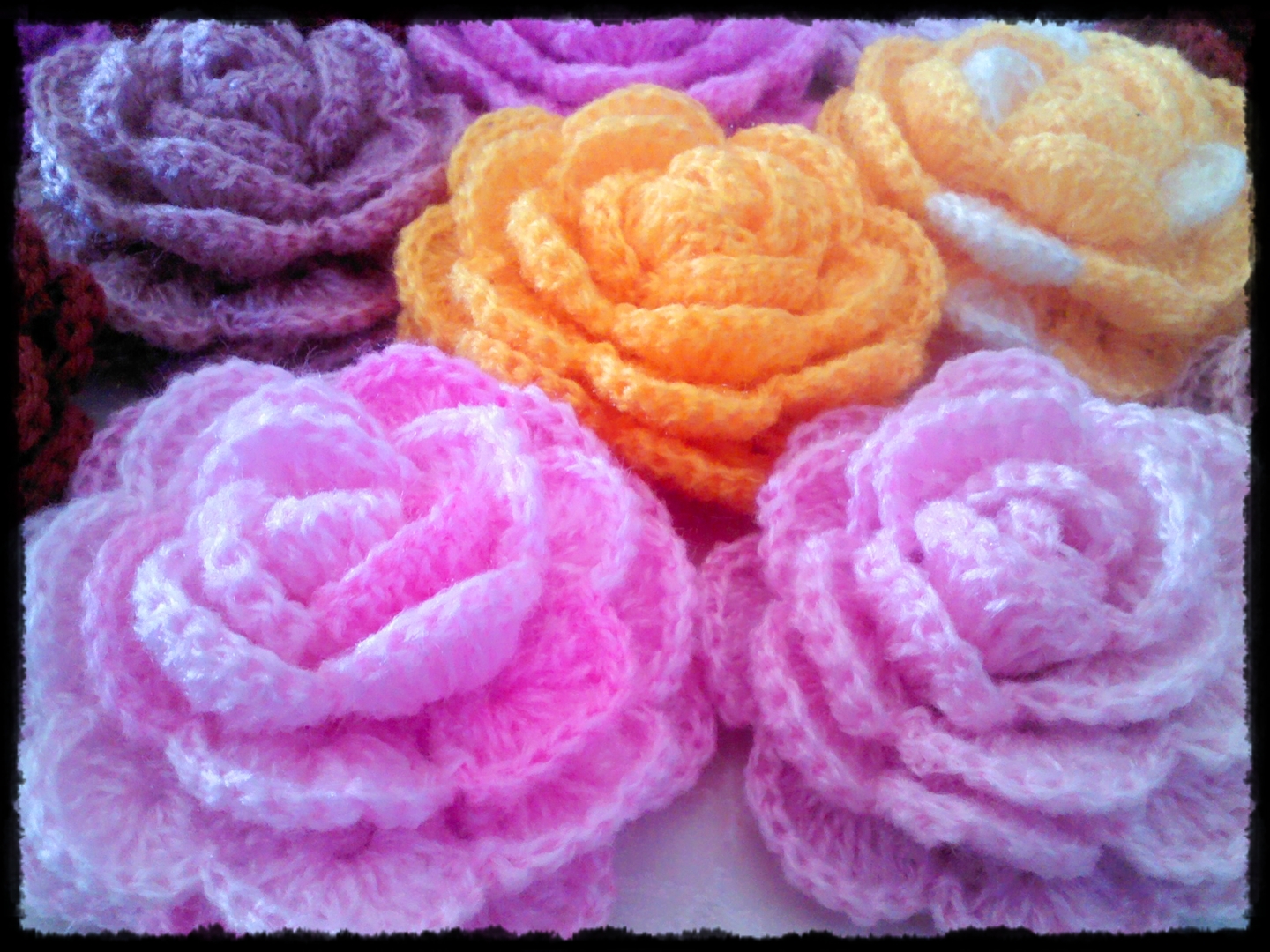 กุหลาบดอกใหญ่