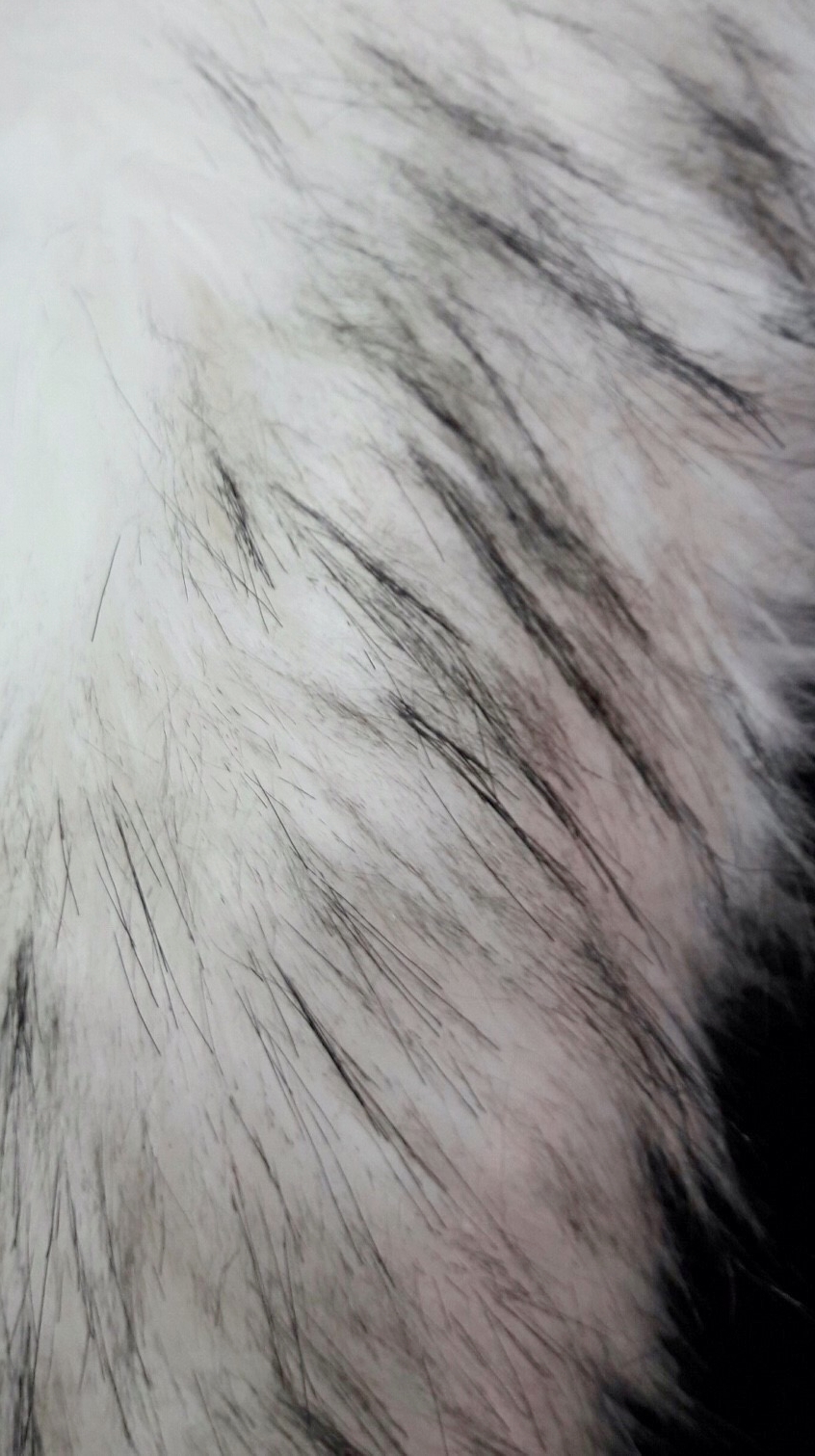 ขนเฟอร์ fur สีขาวแซมดำ ขนฟู ใช้ติดเสื้อหนาว หรือใช้พันคอเพิ่มความเก๋ มิกได้กับทุกชุด มาพร้อมกระดุมใส