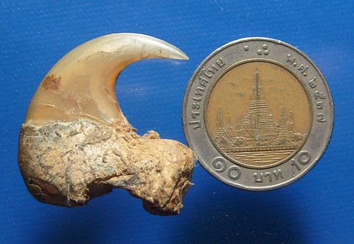 เล็บเสือโคลง