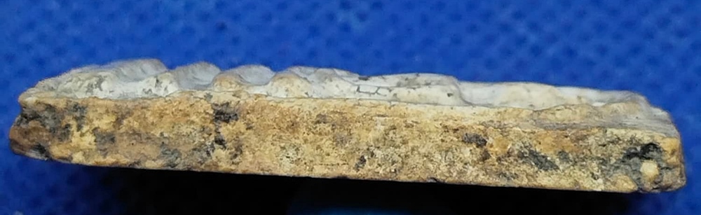 พระสมเด็จวัดระฆัง