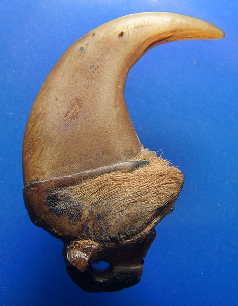 เล็บเสือ