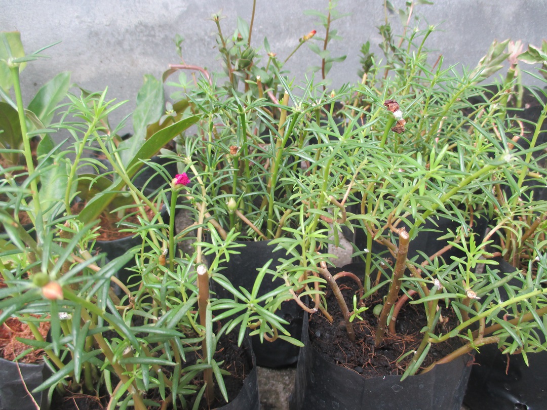 Bancrochet ต้นคุณนายตื่นสาย คุณนายตื่นสาย หลากสี 7 inch