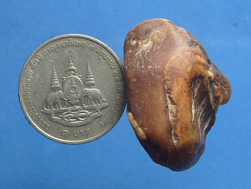 คตงาช้าง