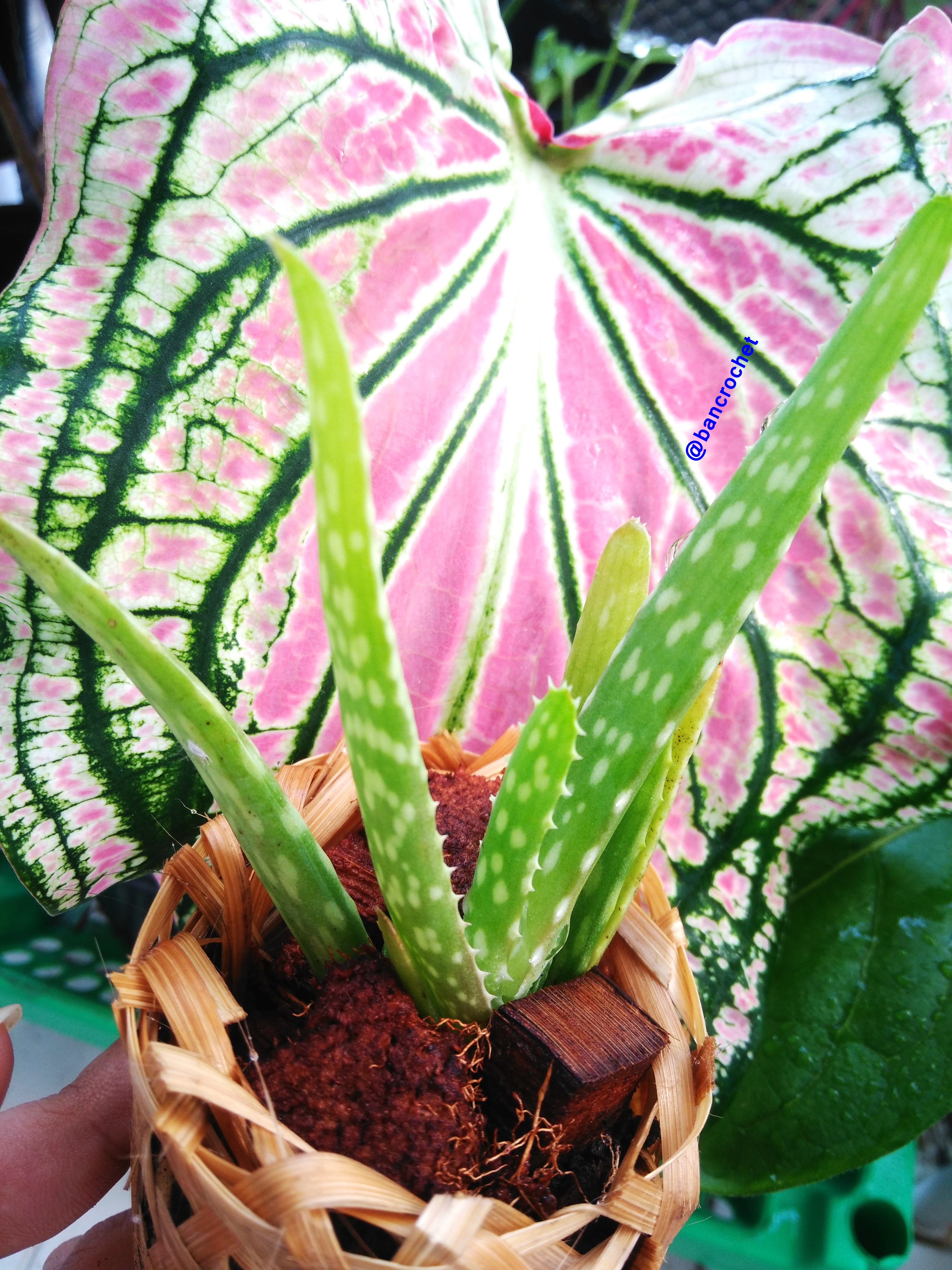 Bancrochet ต้นว่านหางจระเข้จิ๋ว ต้นไม้จิ๋ว ต้นไม้มงคล Aloe Vera Gift Tree หลากสี 4-5 นิ้ว