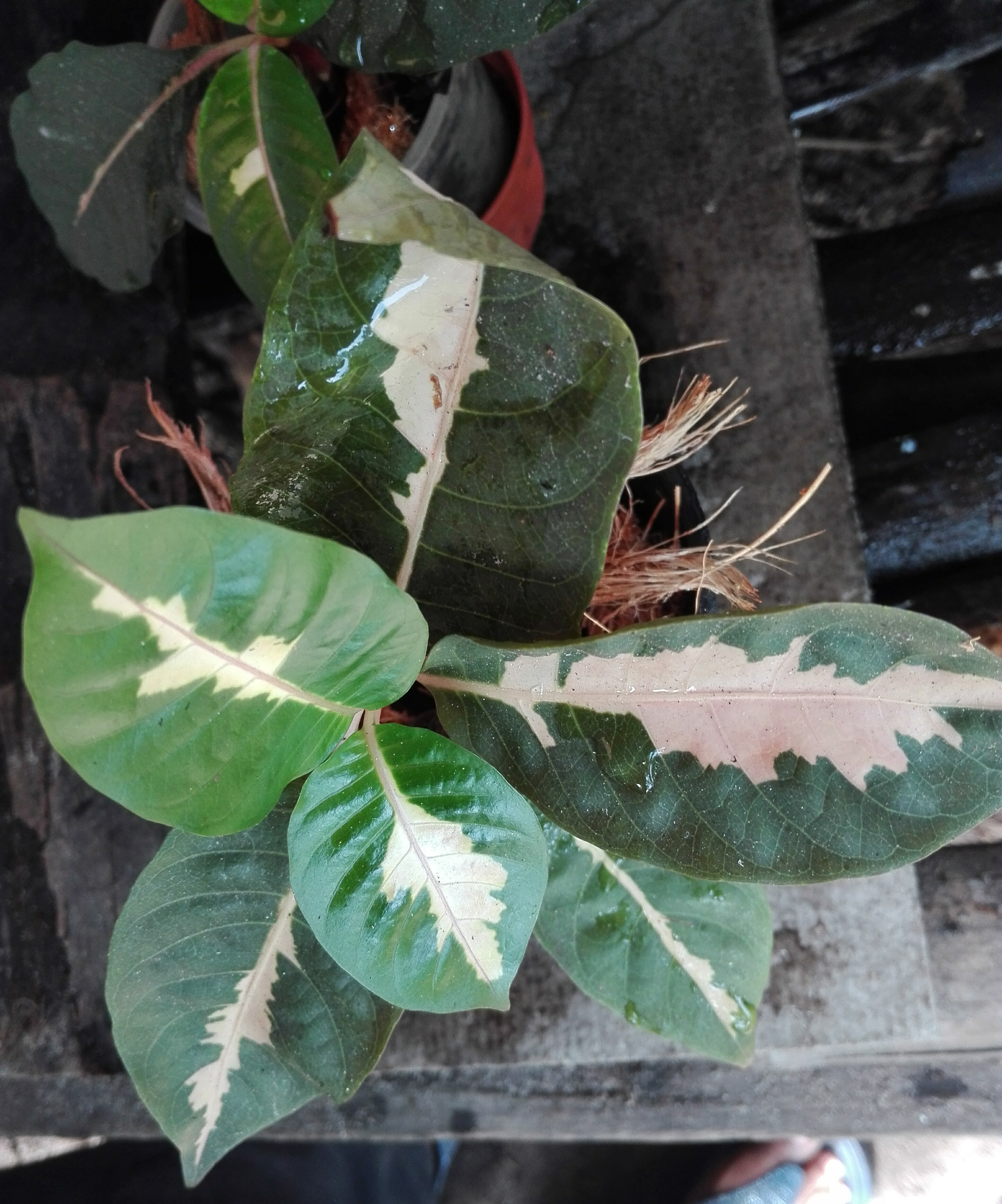 Bancrochet ต้นใบเงิน ไม้มงคล หลากสี 7 inch