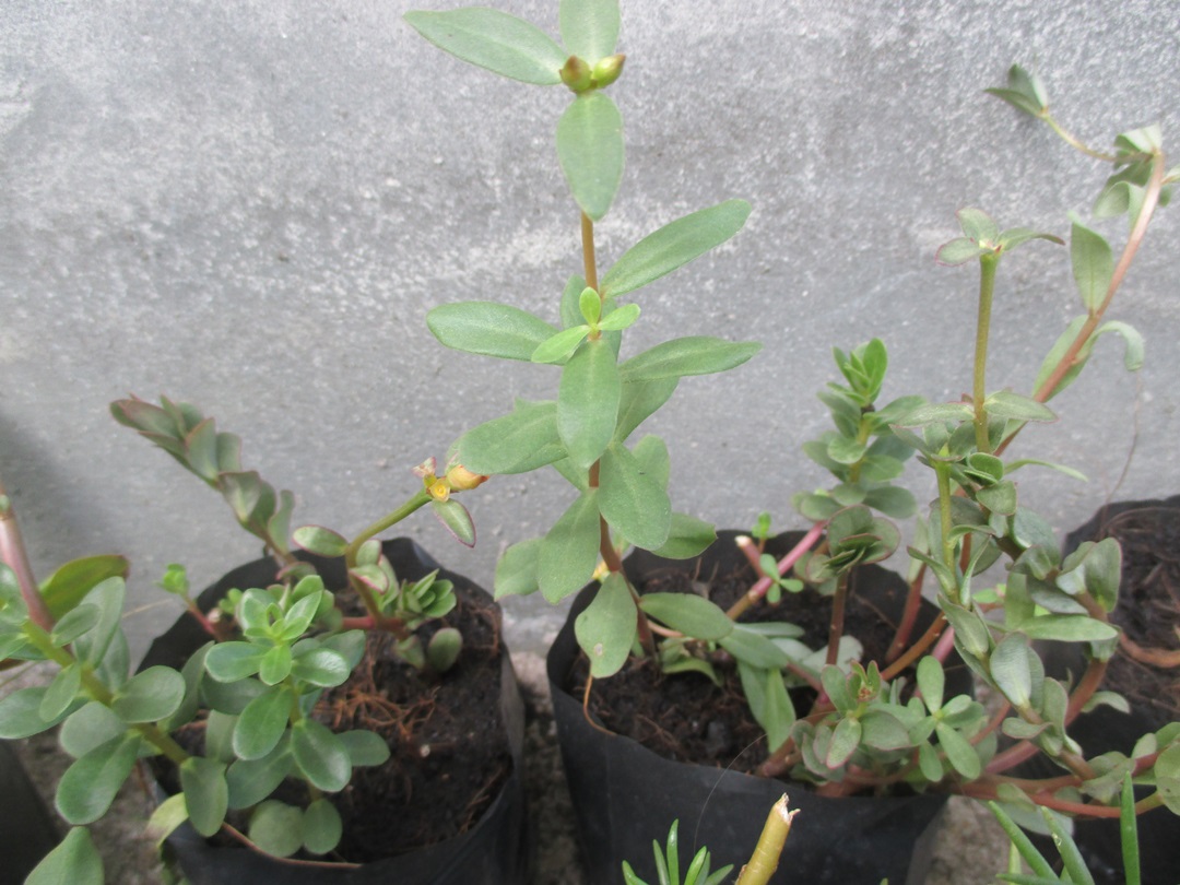 Bancrochet ต้นคุณนายตื่นสาย คุณนายตื่นสาย หลากสี 7 inch